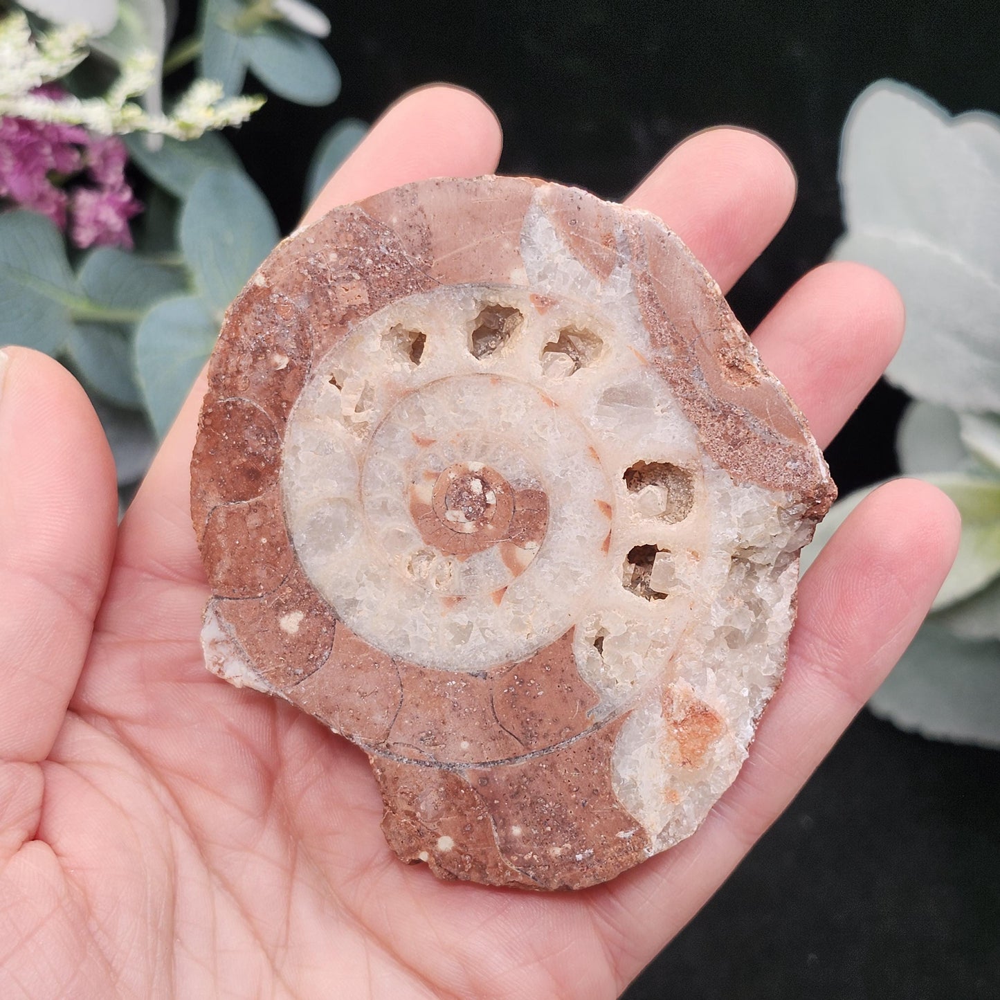 UV Reactive Ammonite Fossil Slices with Calcite