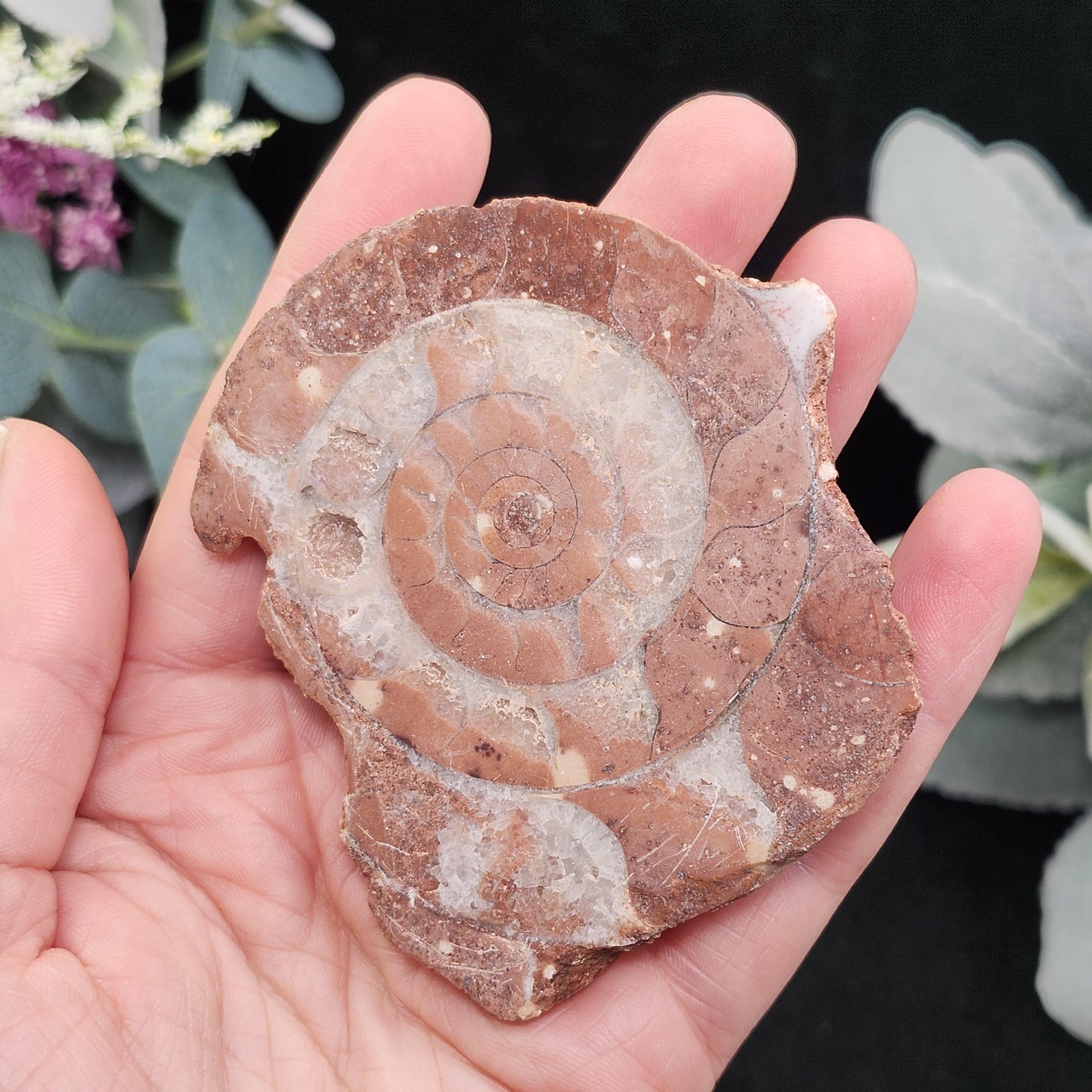 UV Reactive Ammonite Fossil Slices with Calcite
