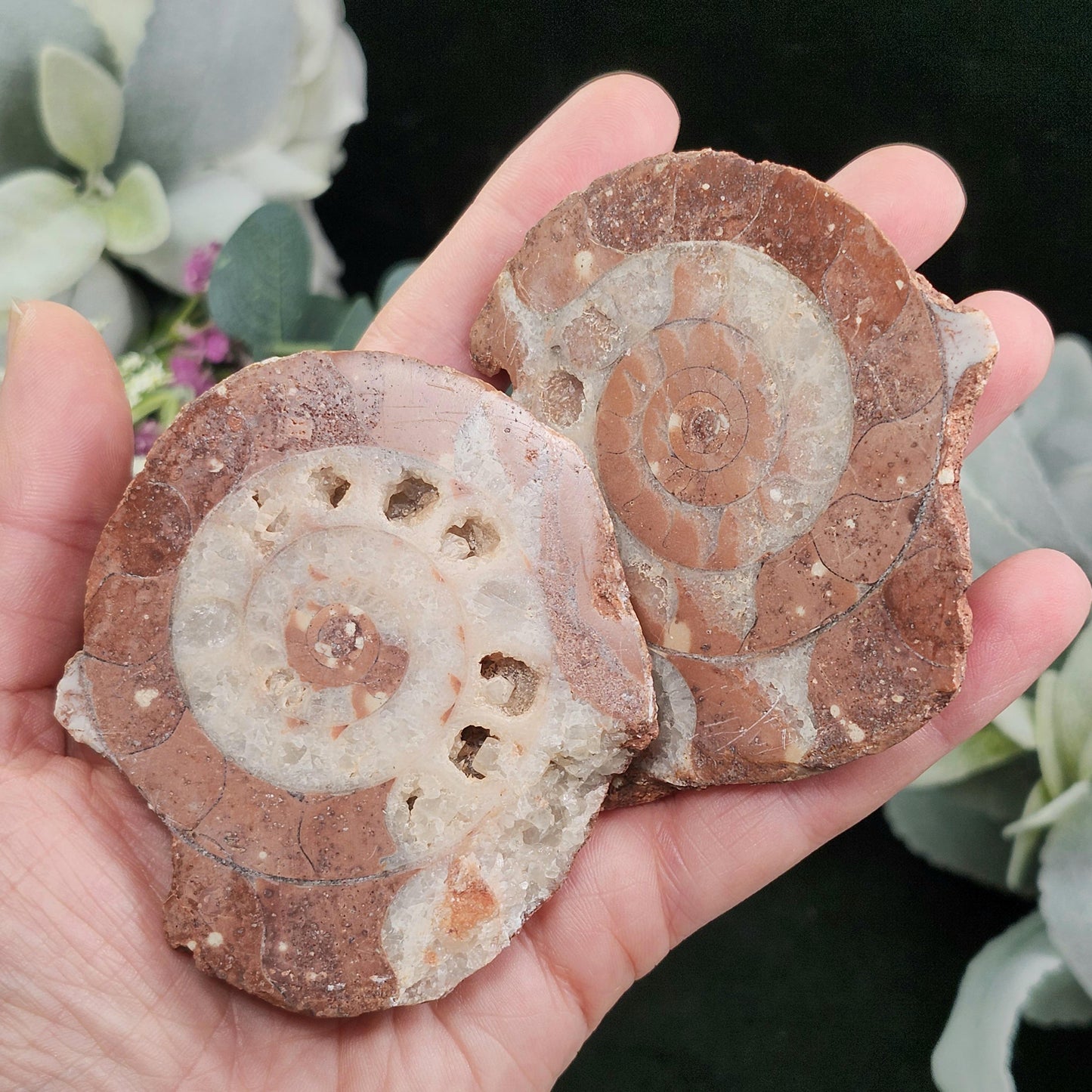 UV Reactive Ammonite Fossil Slices with Calcite