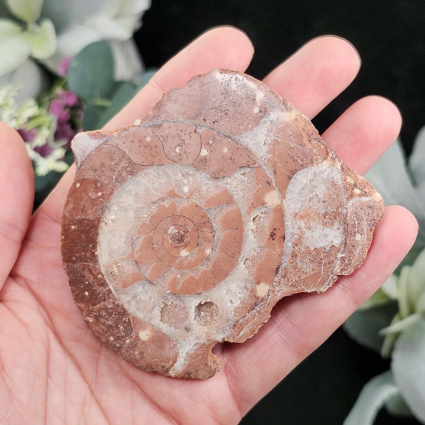 UV Reactive Ammonite Fossil Slices with Calcite
