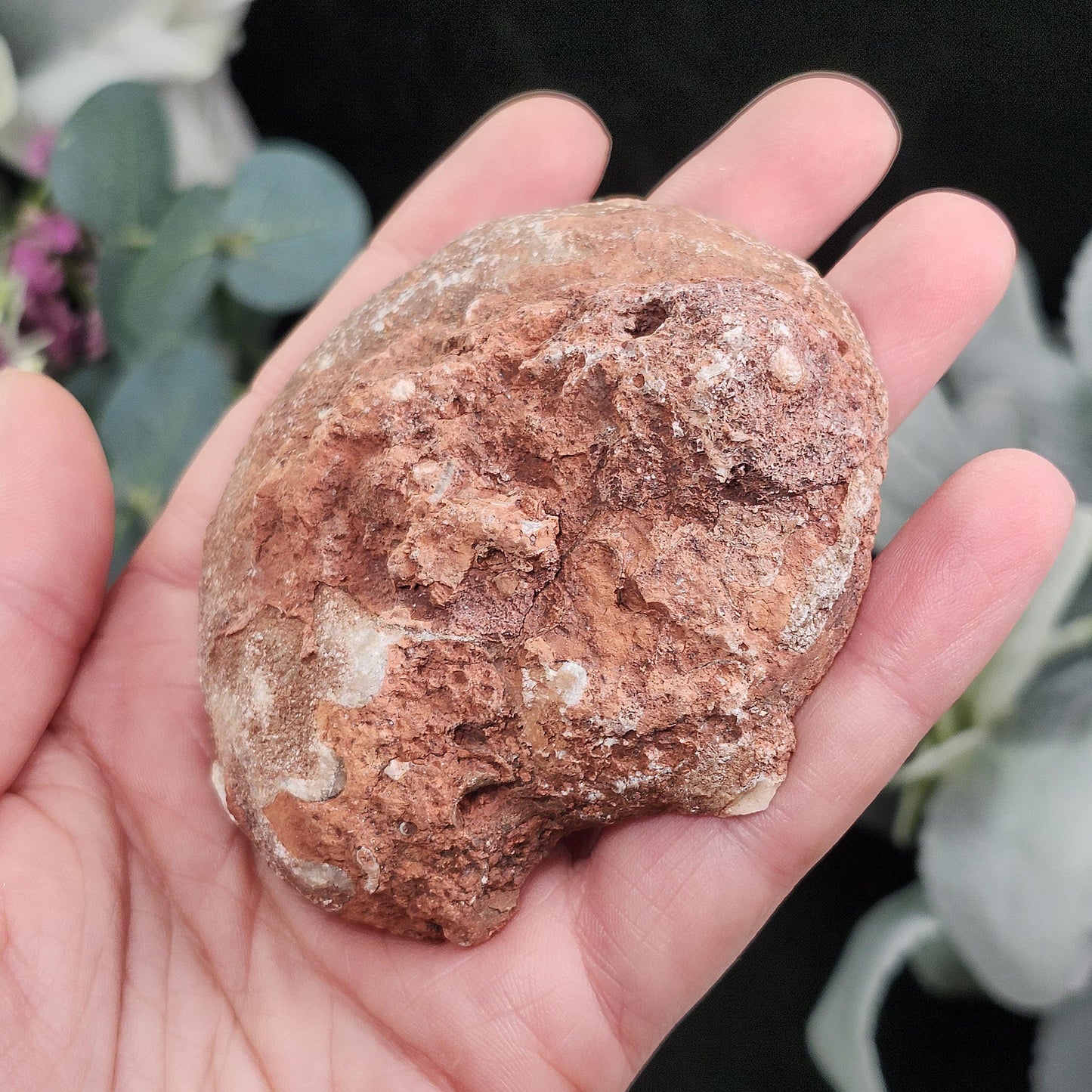 UV Reactive Ammonite Fossil Slices with Calcite