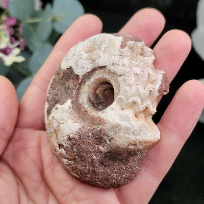 UV Reactive Ammonite Fossil Slices with Dogtooth Calcite