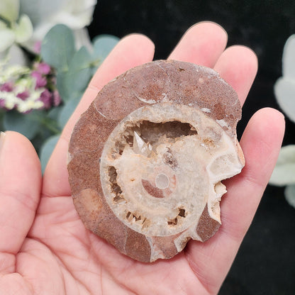 UV Reactive Ammonite Fossil Slices with Dogtooth Calcite