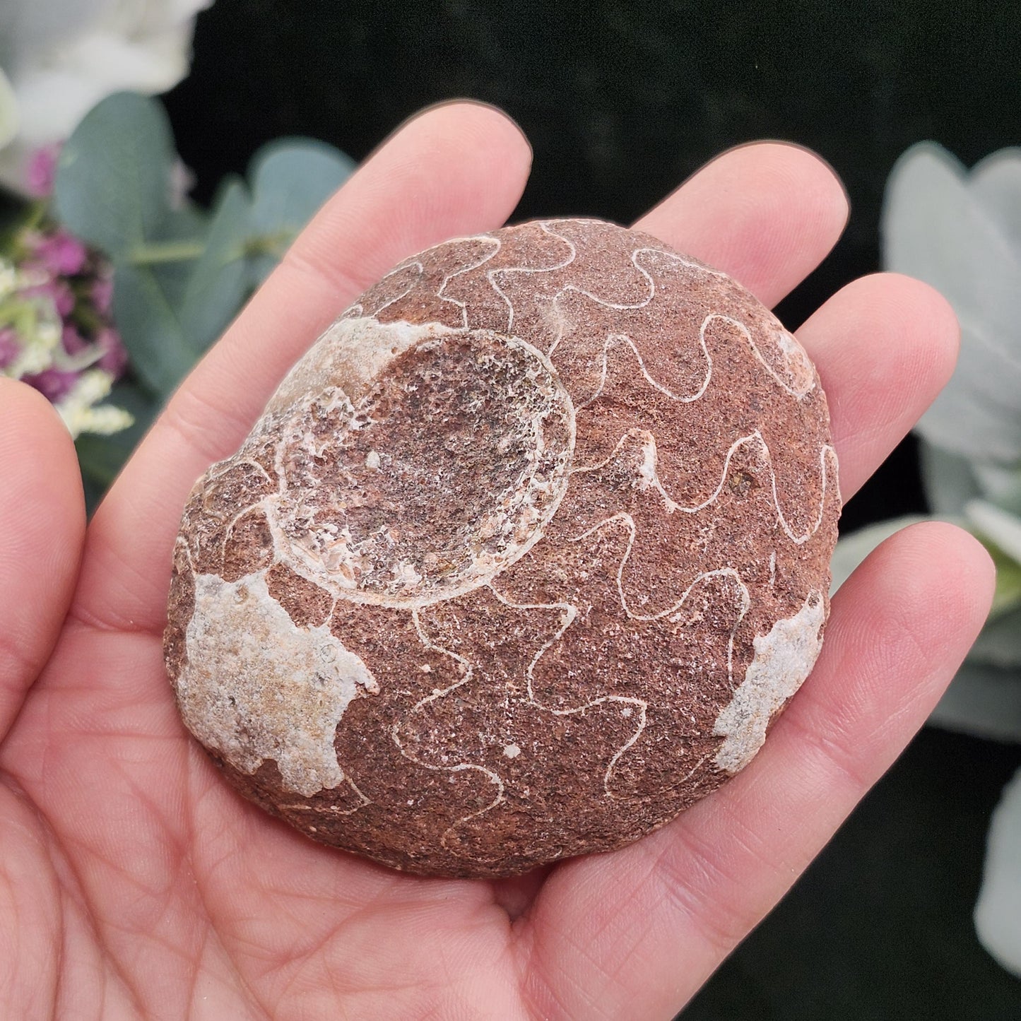 UV Reactive Ammonite Fossil Slices with Dogtooth Calcite