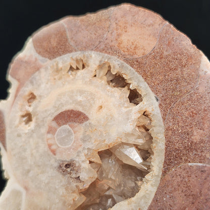 UV Reactive Ammonite Fossil Slices with Dogtooth Calcite