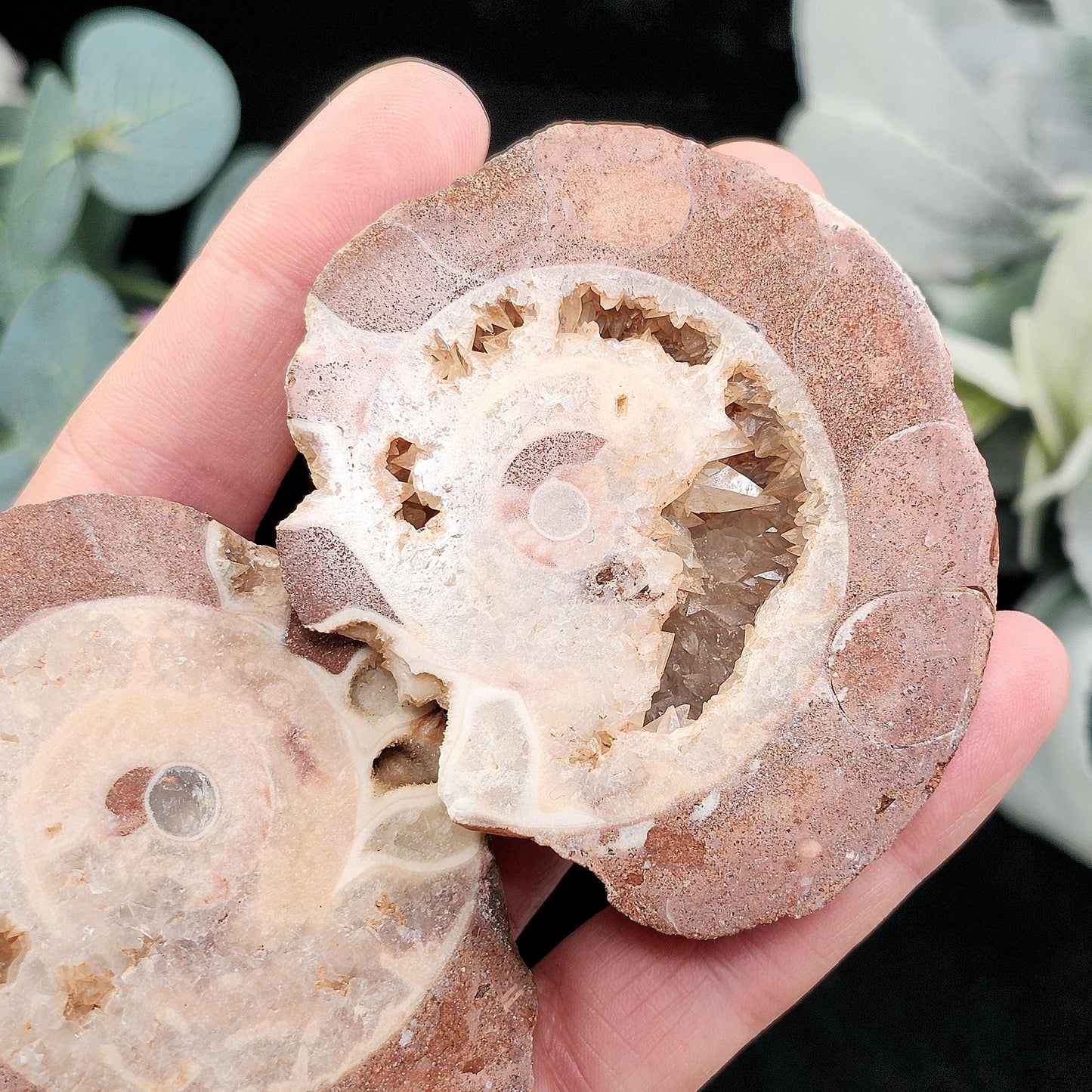 UV Reactive Ammonite Fossil Slices with Dogtooth Calcite