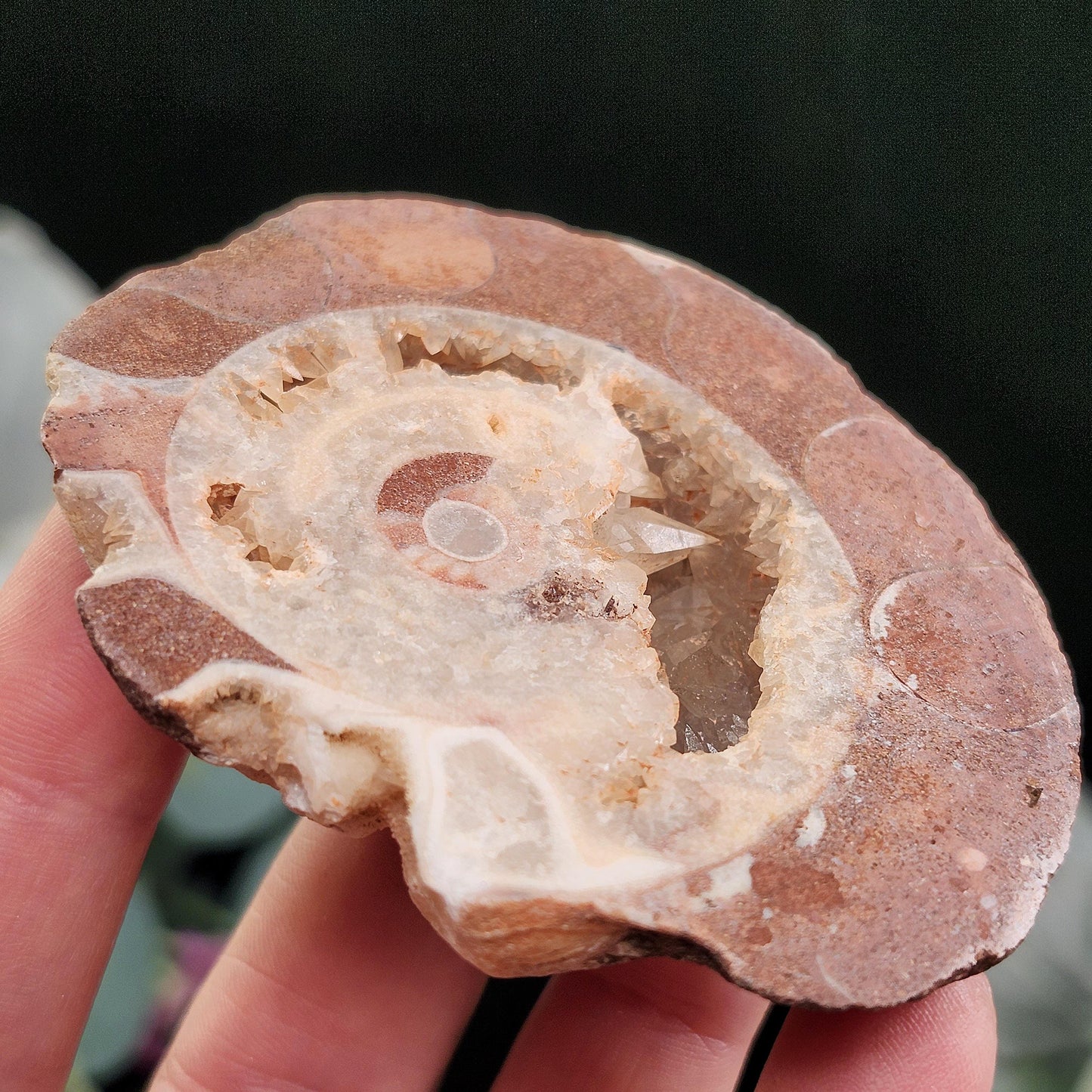 UV Reactive Ammonite Fossil Slices with Dogtooth Calcite