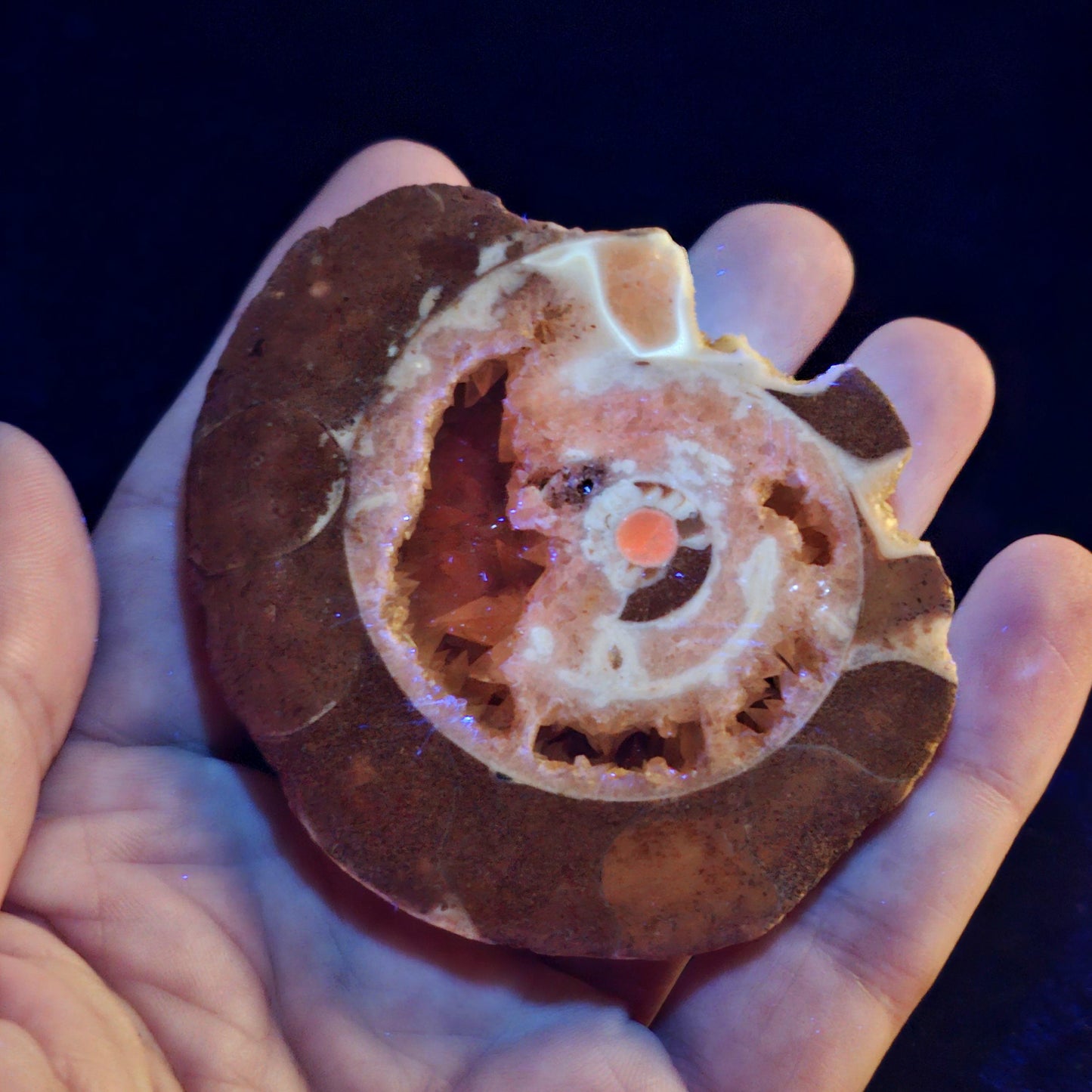 UV Reactive Ammonite Fossil Slices with Dogtooth Calcite