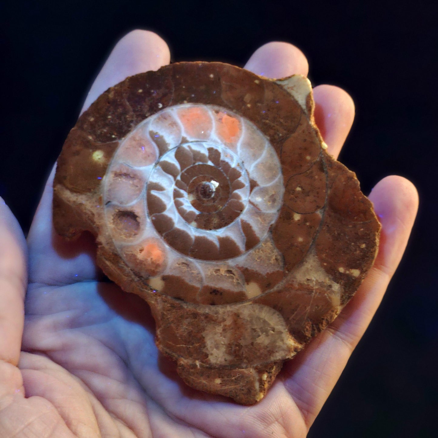UV Reactive Ammonite Fossil Slices with Calcite