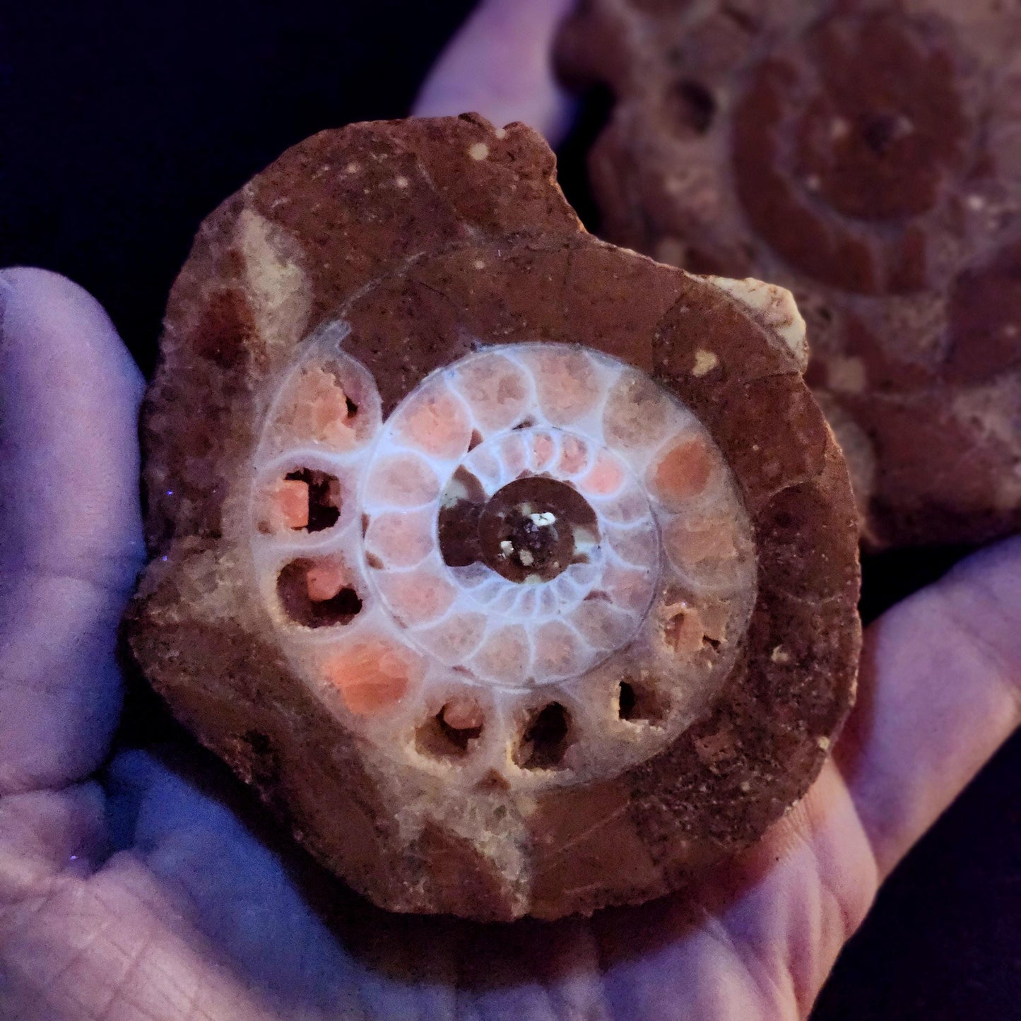 UV Reactive Ammonite Fossil Slices with Calcite