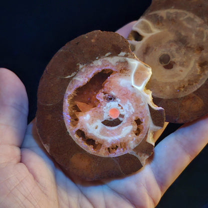 UV Reactive Ammonite Fossil Slices with Dogtooth Calcite