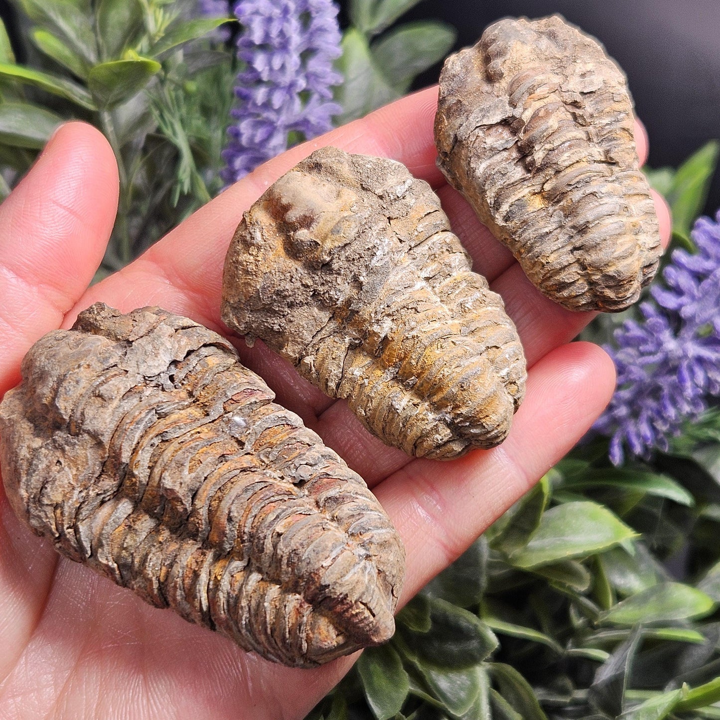 Trilobite Fossil Specimen