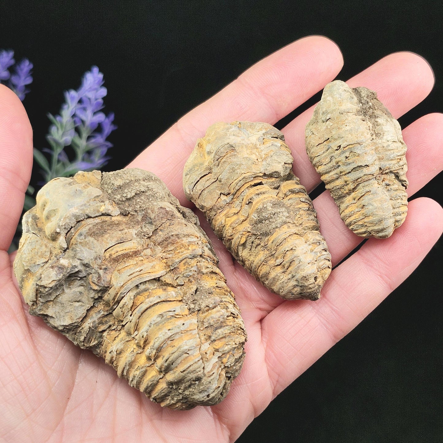 Trilobite Fossil Specimen