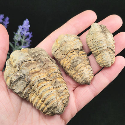 Trilobite Fossil Specimen
