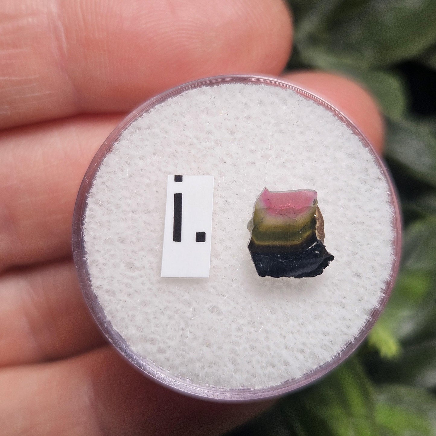 Watermelon Tourmaline Slice, CHOOSE YOUR SLICE!