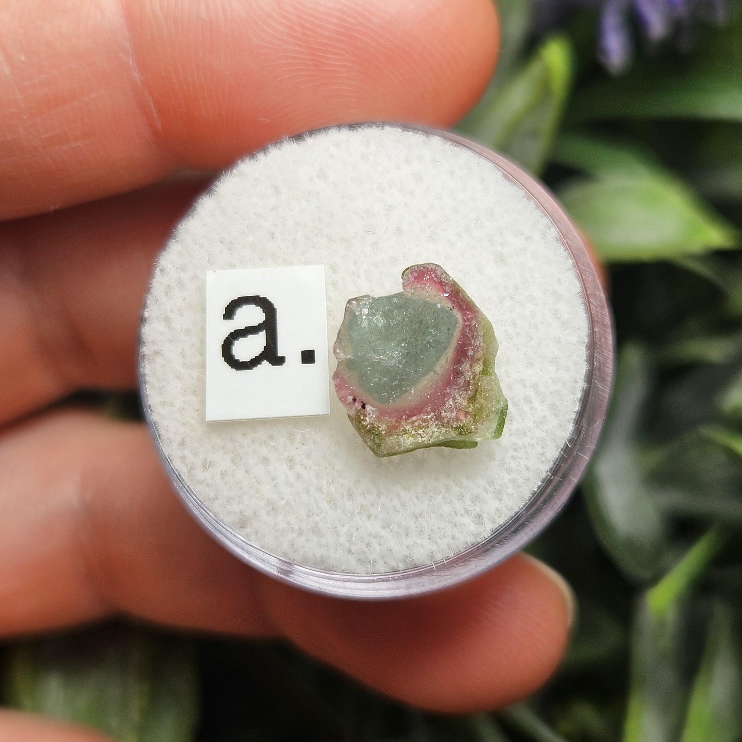 Blue Watermelon Tourmaline Slice, CHOOSE YOUR SLICE!