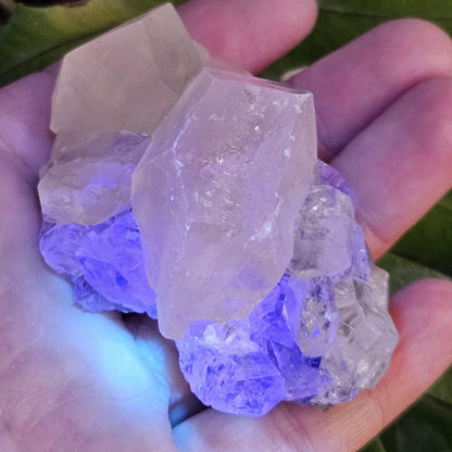 Clear Fluorite on Calcite Cluster, 83g Yindu Mine Inner Mongolia Specimen, UV Reactive