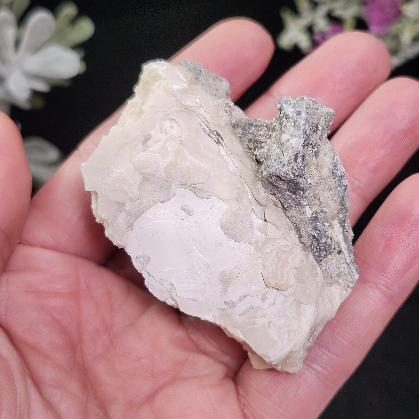 Calcite Clam Shell Fossil, Rucks Pit Honey Calcite in Shell Fossil