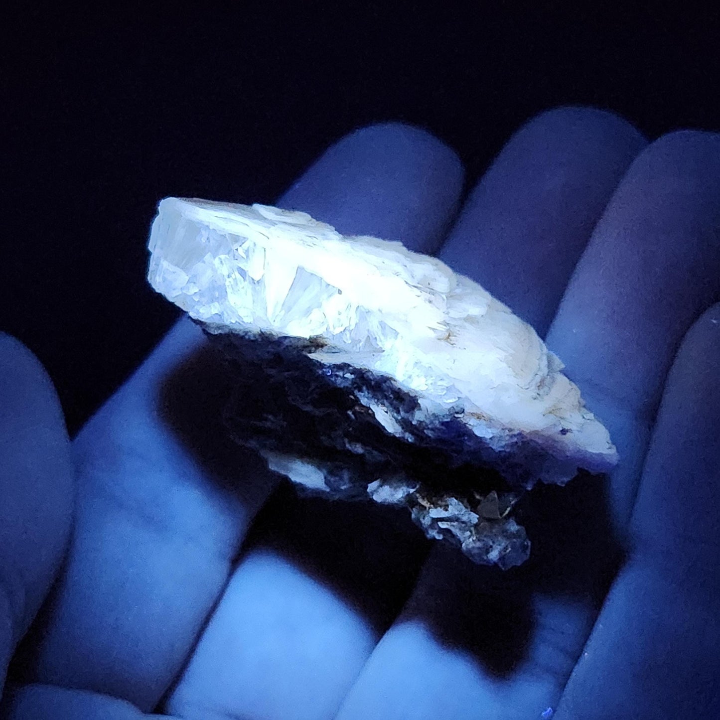 Calcite Clam Shell Fossil, Rucks Pit Honey Calcite in Shell Fossil