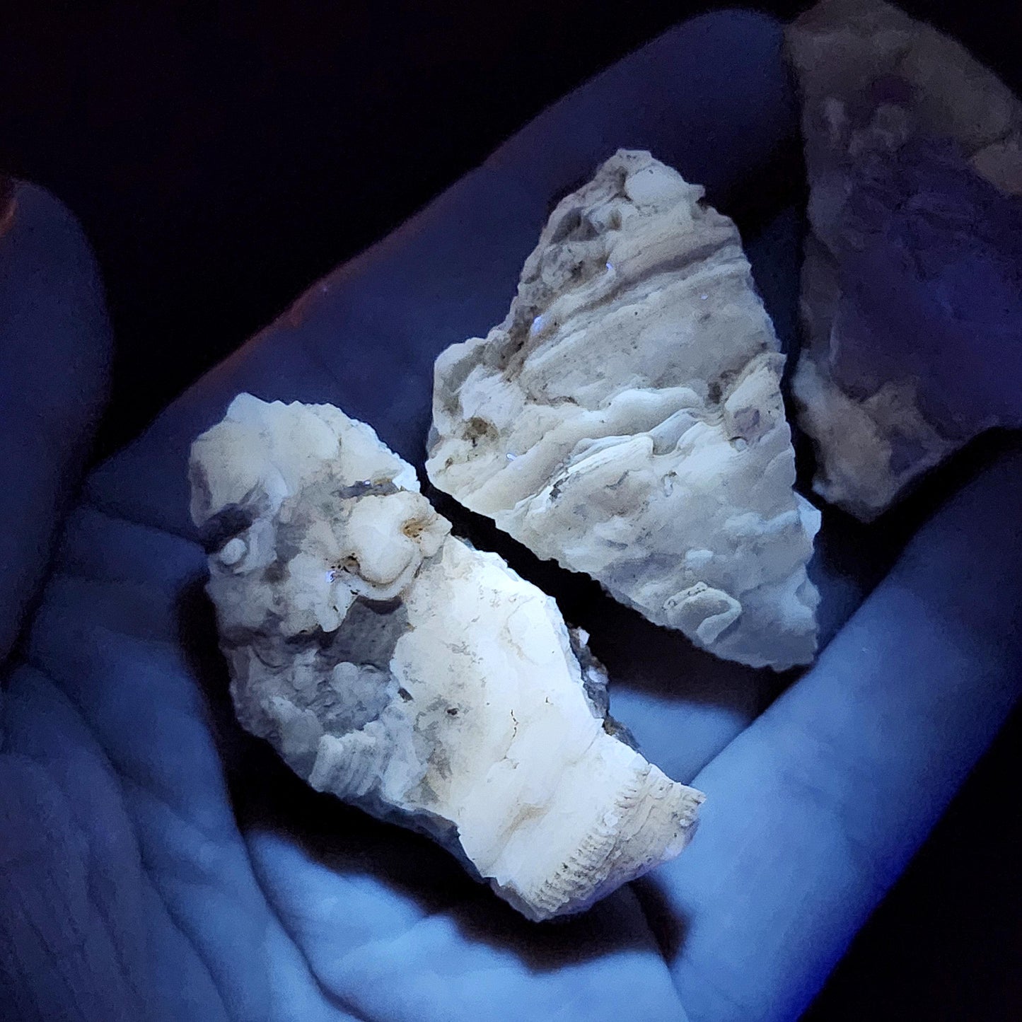 Calcite Clam Shell Fossil, Rucks Pit Honey Calcite in Shell Fossil