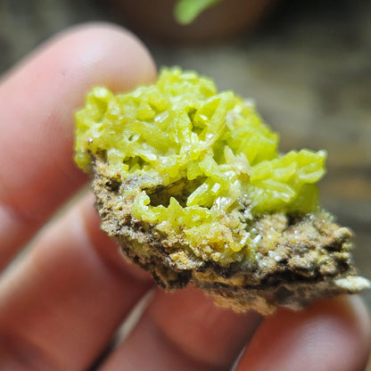 Pyromorphite Crystal Cluster, Rare Green Pseudomorph Specimen (35x30mm)