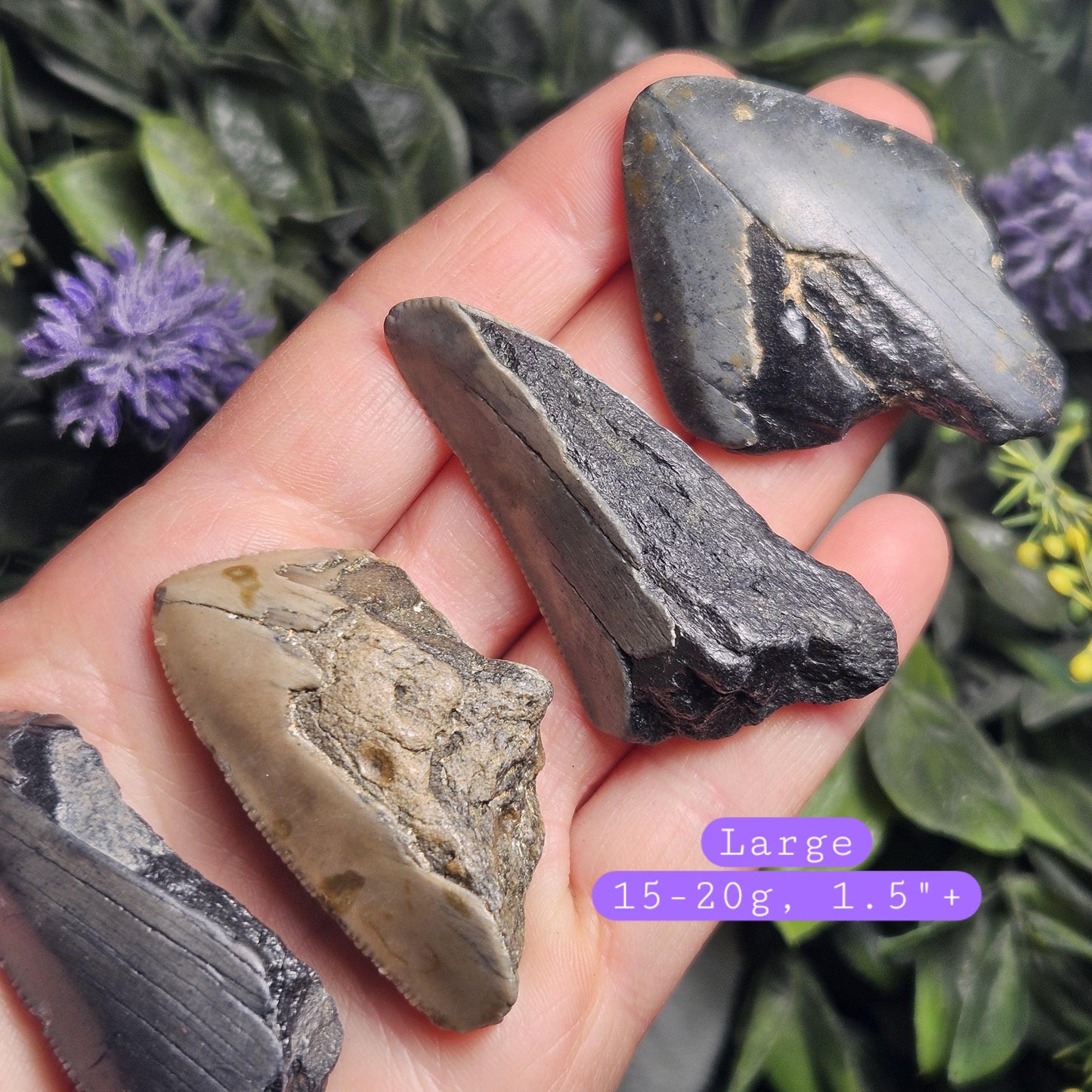 Authentic Megalodon Shark Tooth Fossil, Natural Fossil Tooth Fragments from South Carolina, Jewelry Making Supply