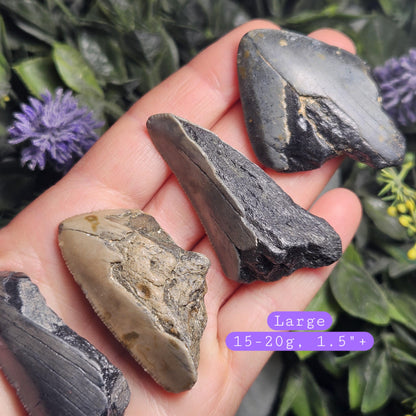 Authentic Megalodon Shark Tooth Fossil, Natural Fossil Tooth Fragments from South Carolina, Jewelry Making Supply