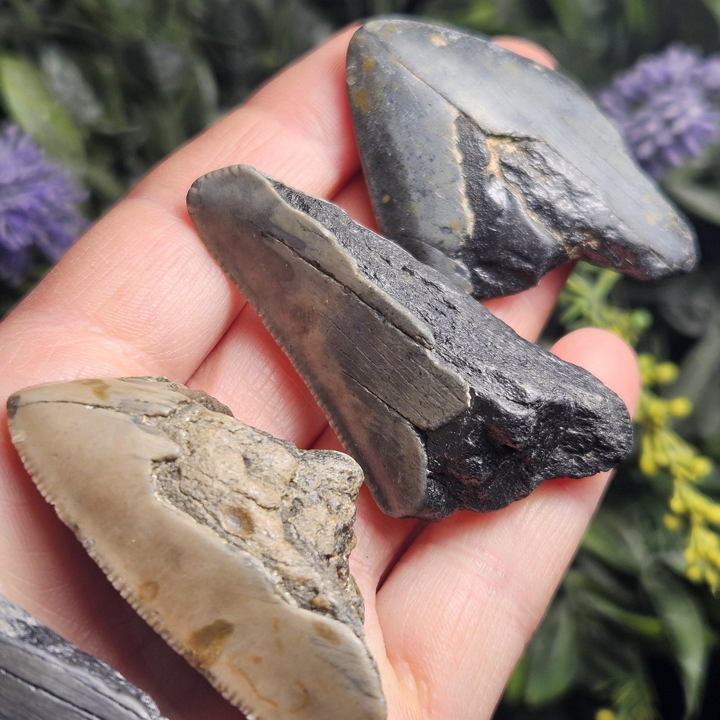 Authentic Megalodon Shark Tooth Fossil, Natural Fossil Tooth Fragments from South Carolina, Jewelry Making Supply