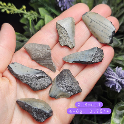 Authentic Megalodon Shark Tooth Fossil, Natural Fossil Tooth Fragments from South Carolina, Jewelry Making Supply