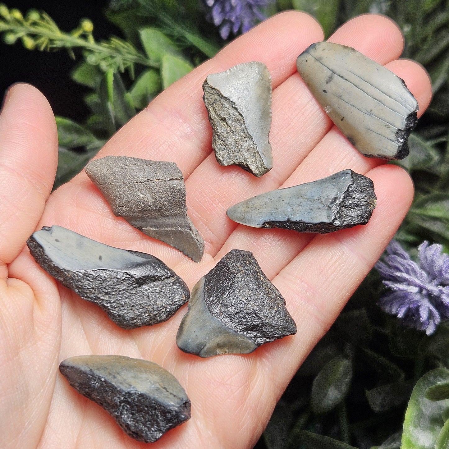 Authentic Megalodon Shark Tooth Fossil, Natural Fossil Tooth Fragments from South Carolina, Jewelry Making Supply