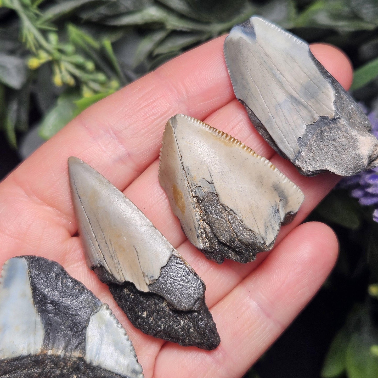 Authentic Megalodon Shark Tooth Fossil, Natural Fossil Tooth Fragments from South Carolina, Jewelry Making Supply