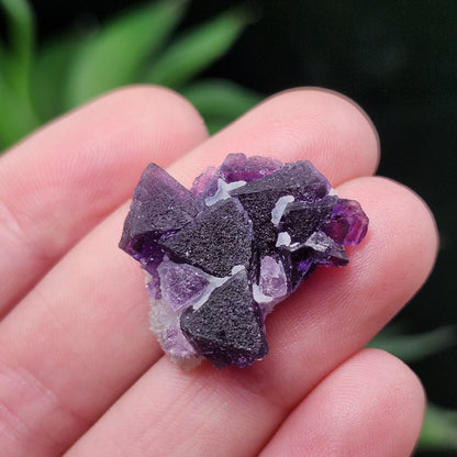 Cubic Purple Fluorite Cluster: UV Reactive, Violet Fluorite Mineral Specimen