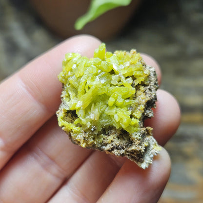 Pyromorphite Crystal Cluster, Rare Green Pseudomorph Specimen (35x30mm)