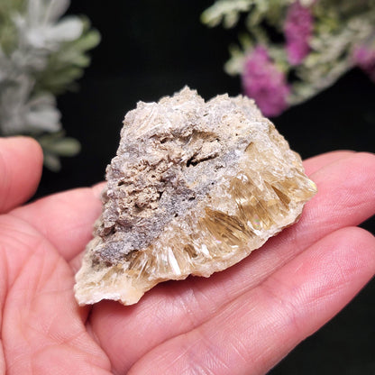 Calcite Clam Shell Fossil, Rucks Pit Honey Calcite in Shell Fossil