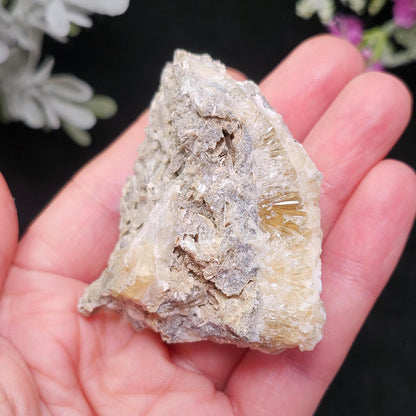 Calcite Clam Shell Fossil, Rucks Pit Honey Calcite in Shell Fossil