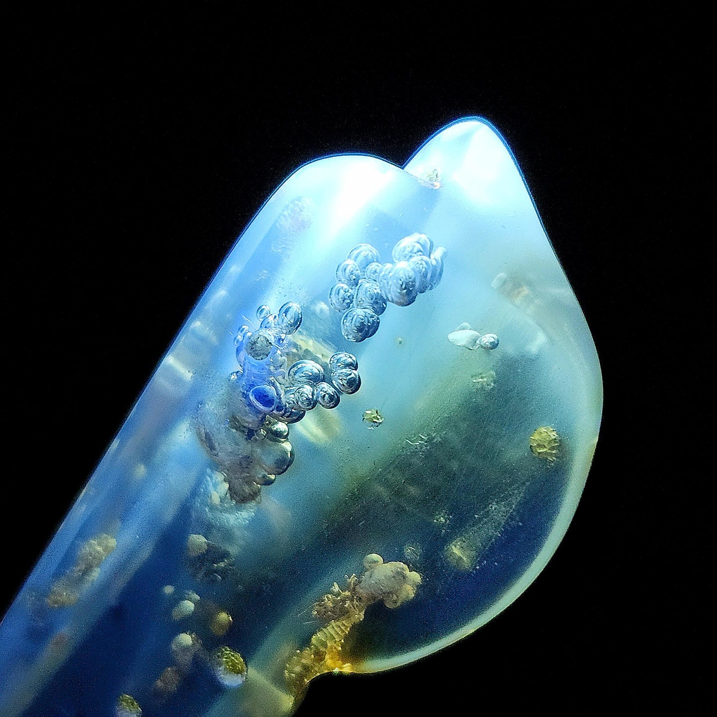 Amber with Bugs & Static ENHYDRO 30g, UV Reactive Natural Amber Fossil with Insect Inclusions