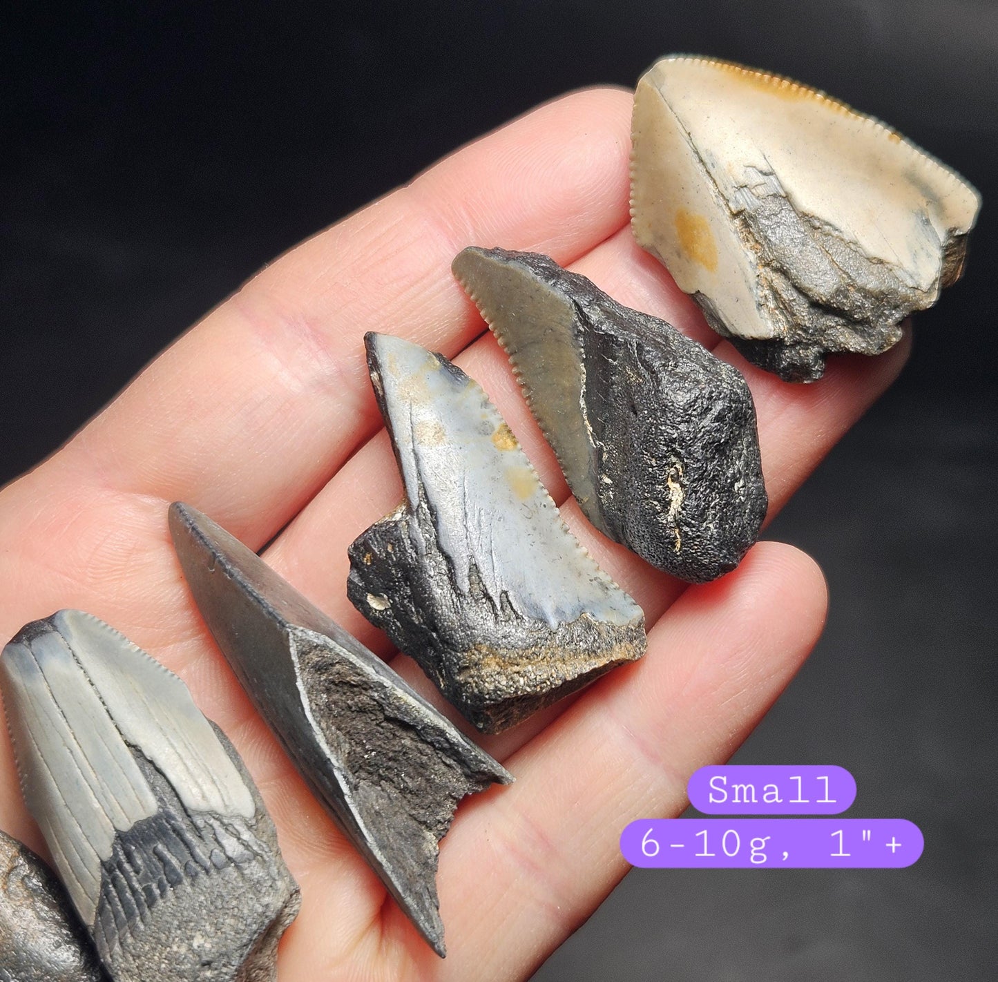 Authentic Megalodon Shark Tooth Fossil, Natural Fossil Tooth Fragments from South Carolina, Jewelry Making Supply