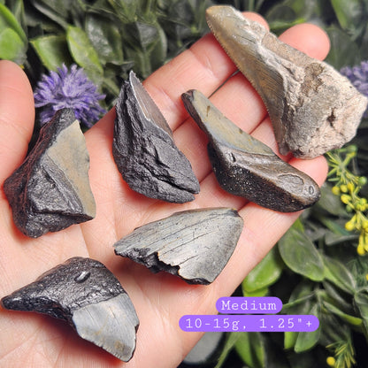 Authentic Megalodon Shark Tooth Fossil, Natural Fossil Tooth Fragments from South Carolina, Jewelry Making Supply
