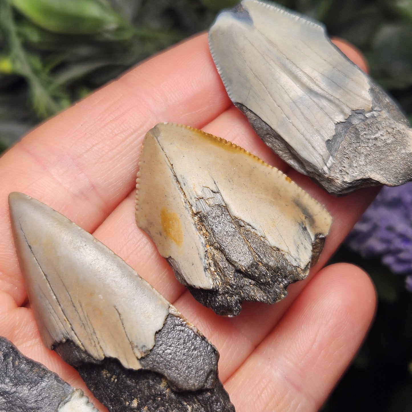 Authentic Megalodon Shark Tooth Fossil, Natural Fossil Tooth Fragments from South Carolina, Jewelry Making Supply
