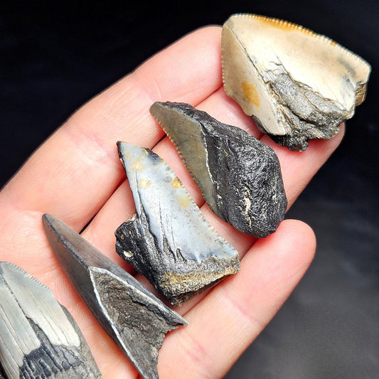 Authentic Megalodon Shark Tooth Fossil, Natural Fossil Tooth Fragments from South Carolina, Jewelry Making Supply