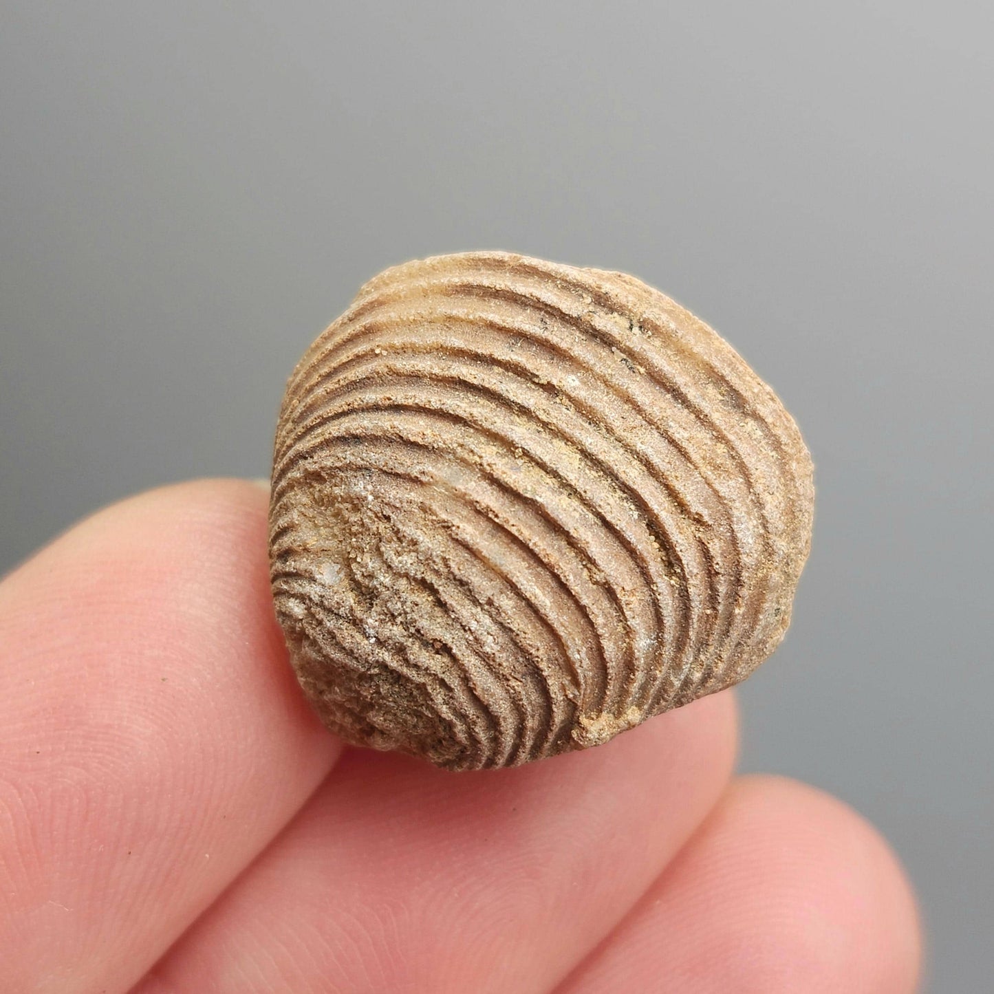 Moroccan Brachiopod Shell Fossil, Brachiopod Fossilized Sea Shells