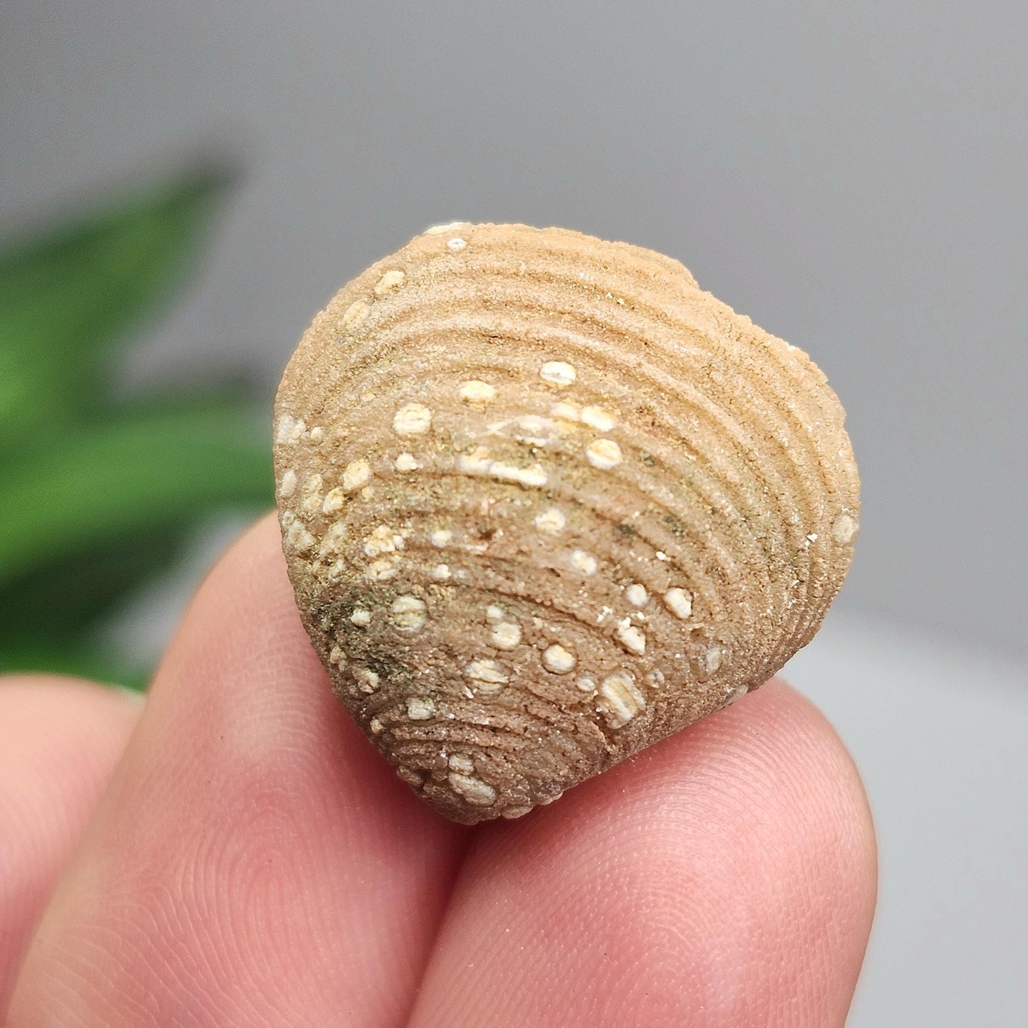 Moroccan Brachiopod Shell Fossil, Brachiopod Fossilized Sea Shells