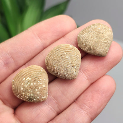 Moroccan Brachiopod Shell Fossil, Brachiopod Fossilized Sea Shells