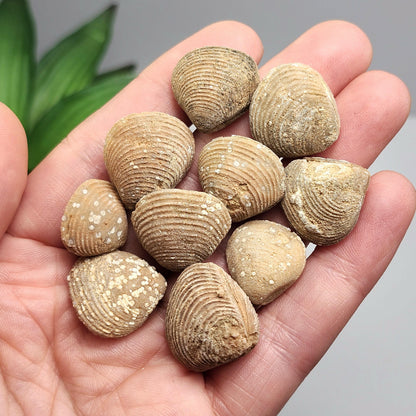 Moroccan Brachiopod Shell Fossil, Brachiopod Fossilized Sea Shells