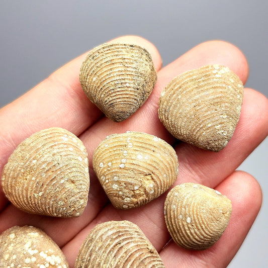 Moroccan Brachiopod Shell Fossil, Brachiopod Fossilized Sea Shells