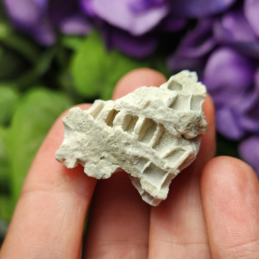 May include: A white fossilized coral with a honeycomb-like structure. The coral is about 2 inches long and 1 inch wide.