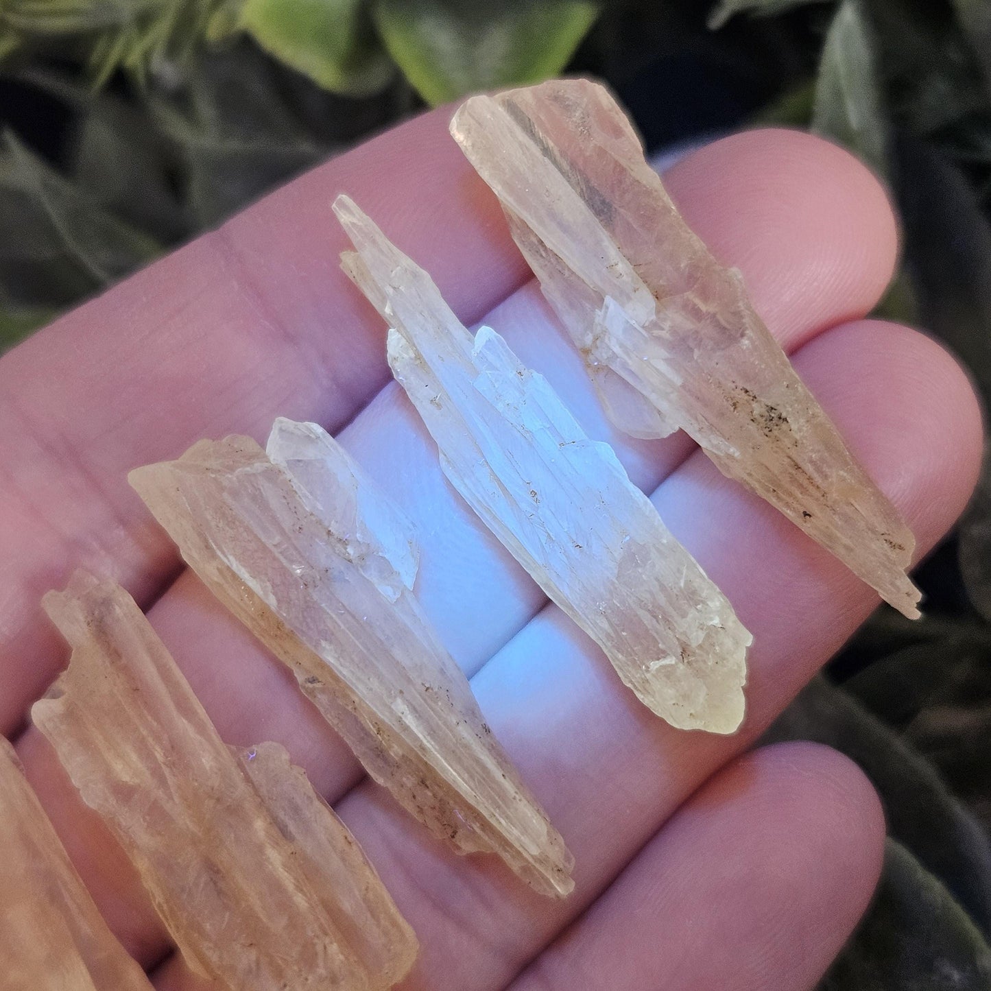 Golden Dogtooth Calcite, Honey Calcite Stone from India, RARE UV Reactive Crystal Specimen