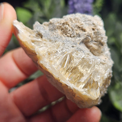 Calcite Clam Shell Fossil, Rucks Pit Honey Calcite in Shell Fossil