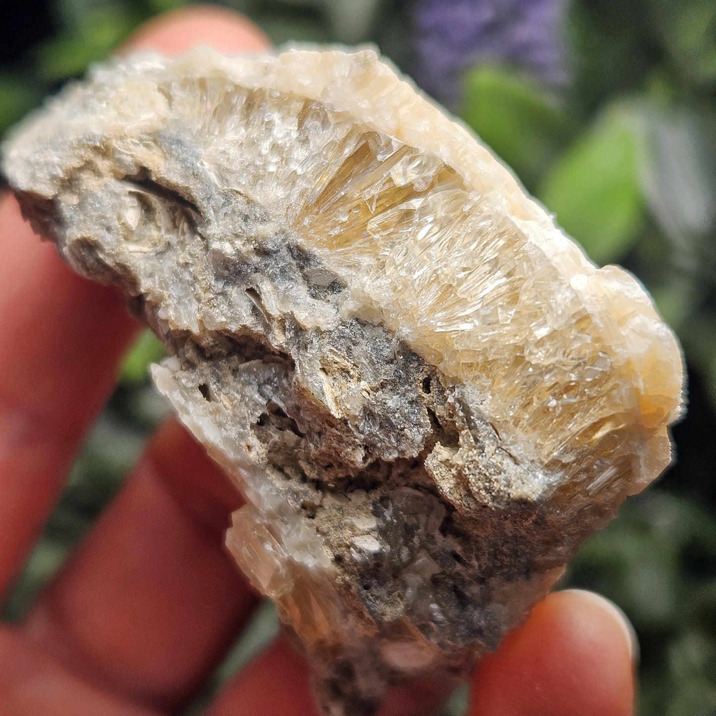 Calcite Clam Shell Fossil, Rucks Pit Honey Calcite in Shell Fossil