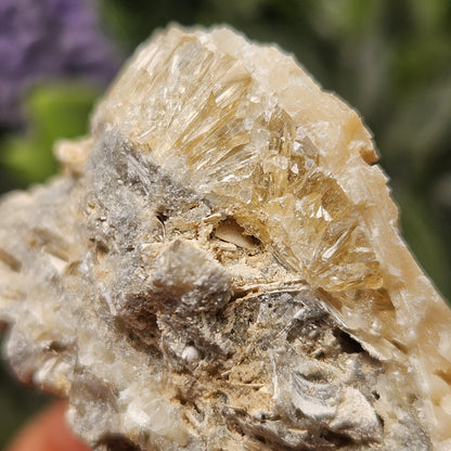Calcite Clam Shell Fossil, Rucks Pit Honey Calcite in Shell Fossil